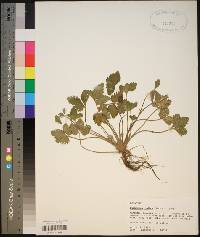 Potentilla indica image