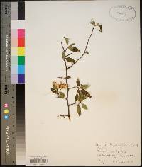 Malus angustifolia image