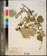 Rubus phoenicolasius image