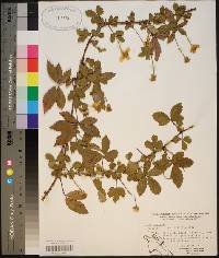 Rubus trivialis image