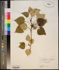 Populus balsamifera image