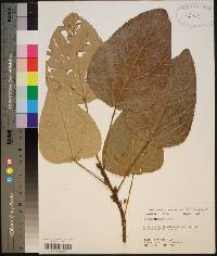 Populus heterophylla image