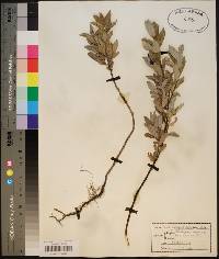 Salix glaucophylla var. brevifolia image