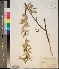 Salix sericea image