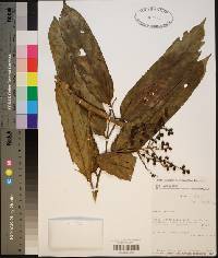 Tetrathylacium macrophyllum image