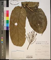 Tetrathylacium macrophyllum image