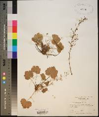 Heuchera parviflora var. saurensis image