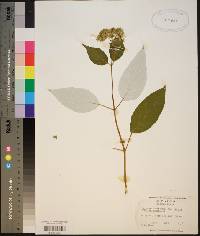 Hydrangea arborescens subsp. radiata image