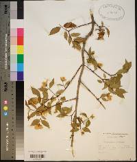 Philadelphus inodorus image