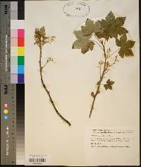 Ribes glandulosum image