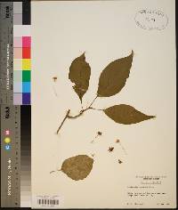 Schisandra glabra image