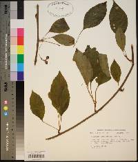 Schisandra glabra image