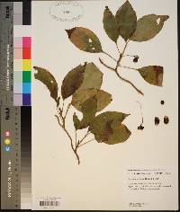 Schisandra glabra image