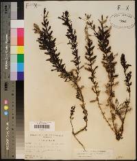 Mecardonia acuminata image