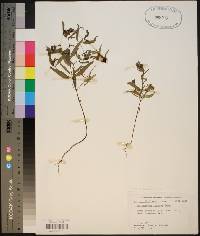 Melampyrum lineare image