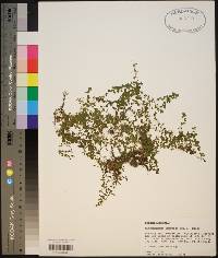 Micranthemum umbrosum image