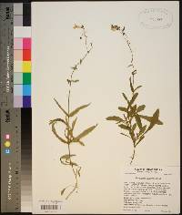 Penstemon australis image