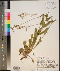 Penstemon laevigatus image