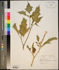 Datura stramonium image