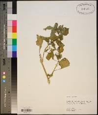 Physalis pubescens image