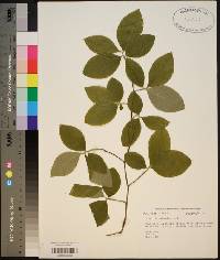 Stewartia malacodendron image