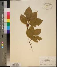 Stewartia malacodendron image