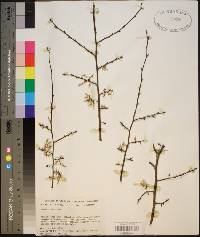 Ulmus alata image