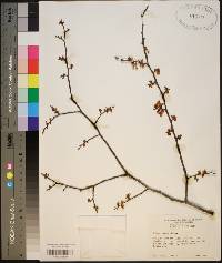 Ulmus alata image