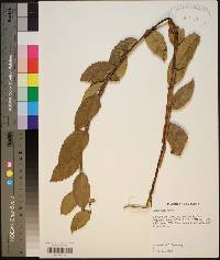 Ulmus alata image