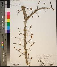 Ulmus alata image