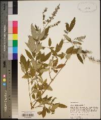 Vitex agnus-castus image