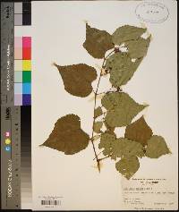 Ampelopsis cordata image