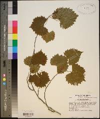 Vitis rotundifolia image