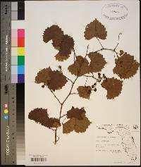 Vitis rotundifolia image