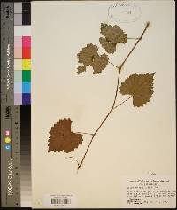 Vitis rotundifolia image