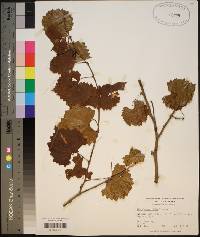 Vitis rotundifolia image