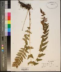 Dryopteris cristata image