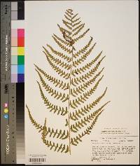 Dryopteris ludoviciana image