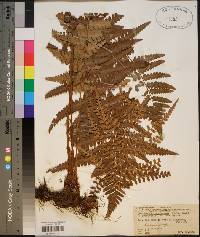 Dryopteris ludoviciana image