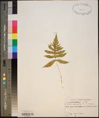 Dryopteris phegopteris image