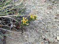 Image of Astragalus asclepiadoides