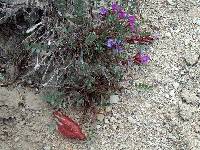 Image of Astragalus megacarpus