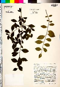 Ilex ambigua image