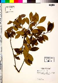 Image of Ilex coriacea