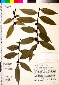 Ilex dipyrena image