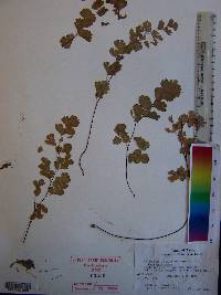 Adiantum capillus-veneris image