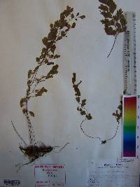 Adiantum capillus-veneris image