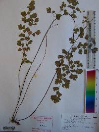 Adiantum capillus-veneris image