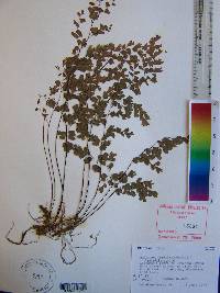 Adiantum capillus-veneris image