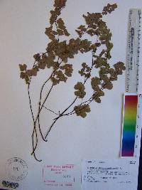 Adiantum capillus-veneris image